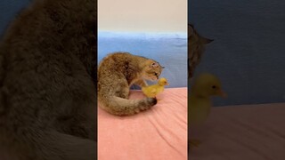 Kitten Playing With Ducklings So Cute #shorts #kittens #cats #animals #viral #trending #duck