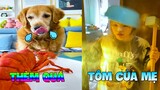 Thú Cưng Vlog | Gâu Đần Tinh Nghịch Phá Hoại Mẹ #1 Chó thông minh đáng yêu | Funny smart dog pets