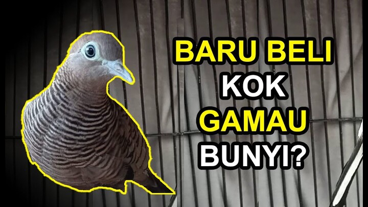 Perkutut Baru Beli Tidak Mau Bunyi dan Cara Mengatasinya