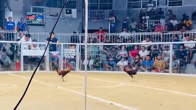 1 cock Timbangan @ San nicolas Cockpit Arena Ilocos Norte