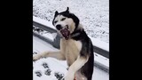 [Động vật]Những khoảnh khắc gây cười của chó trong cuộc sống