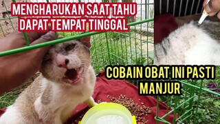 Kucing Liar Lumpuh Dan Scabies Minta Tolong di Obati Di Jalanan Part 2 Alhamdulillah Sudah Di Obati