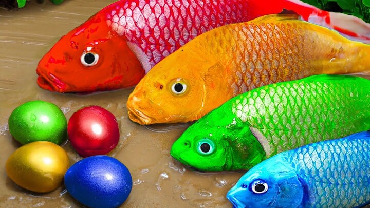 Ikan formasi, gerakan belut pelangi, temui ikan merah muda gerakan telur!