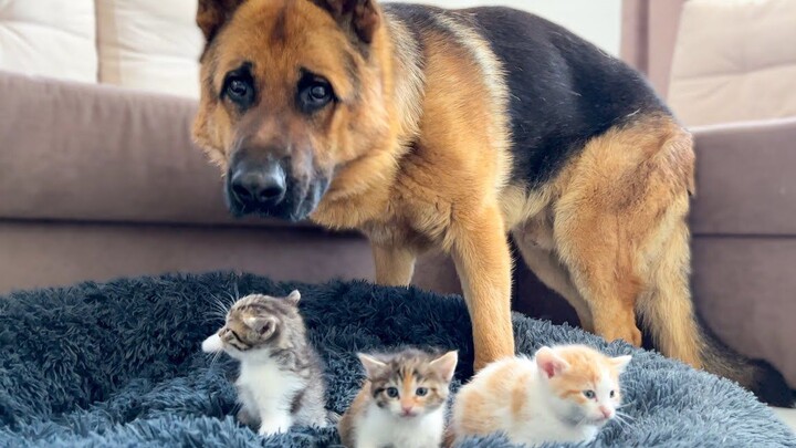 German Shepherd and Golden Retriever are helpless against the cat that has taken over their bed, the