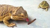 [Động vật]Khoảnh khắc hài hước khi thằn lằn chộp lấy đồ ăn từ ếch bò
