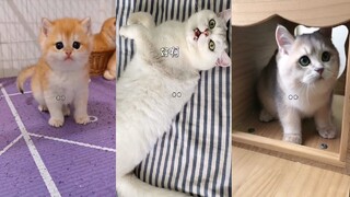 Những chú Chó Mèo siêu hài hước và đáng yêu *** Hot Tik Tok *** #14