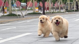 Hari dimana saya disembuhkan oleh anjing golden retriever kecil!