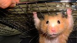 Pet Escape Artists - Funny Pet Video Compilation | Pets House