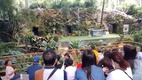 bird show