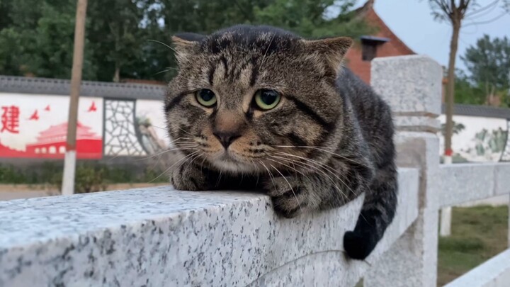 [Animals]Cute moment of the internet star cat