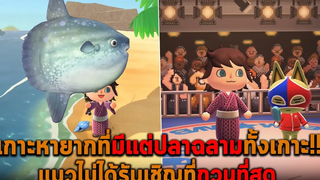 เกาะหายากที่มีแต่ปลาฉลามทั้งเกาะ แมวไม่ได้รับเชิญที่กวนที่สุด Animal Crossing