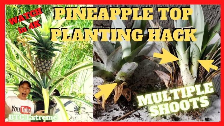 HOW TO PROPAGATE PINEAPPLE CROWN To Produce Multiple Shoots