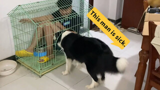 Khi Collie Thấy Chủ Chiếm Chuồng Của Mình, Sẽ Phản Ứng Thế Nào?