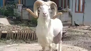 DOMBA GARUT | INDONESIAN SHEEP FIGHTER