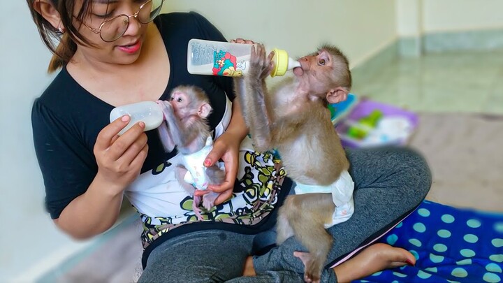 Time For Milk!! Tiny adorable Luca & Yaya are happily drinking milk together