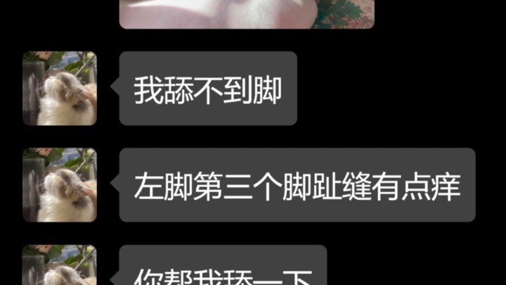 当你的小猫成精以后（10）