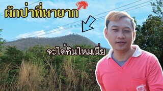 หาของป่าบนภูเขาปอสี