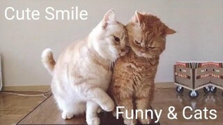 Funny & Cats - รวมน้องแมวน่ารัก 14