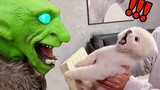 Dogs Being Scared by Funny Things (Reaction Videos) | Pets Town