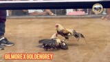 Win! 12 months old VS Cock! Gilmore x Goldengrey