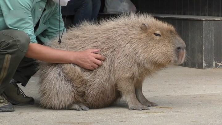 He persisted for 20 seconds and defeated 90% of the capybaras.
