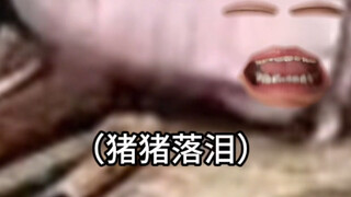 《瓦达西是什么很坏很坏的猪嘛》