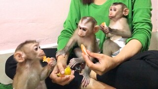 Mom feed three busy monkeys orange