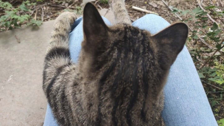 [Animals]This abandoned kitten is so cute and docile