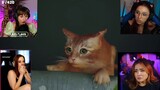 Stray  game -Streamers react (fall cat)