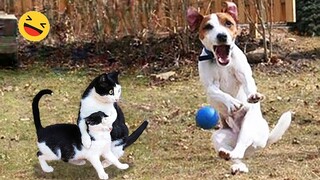 Funniest Cats And Dogs Videos 😁 - Best Funny Animal Videos 2024 🥰#4