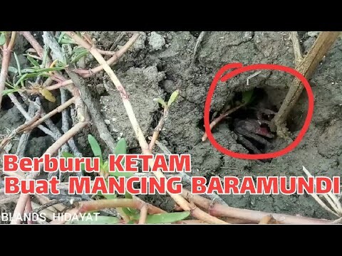 Kamu pernah di cubit Ketam? Ternyata enak kayak di cubit anu || berburu ketam untuk umpan Baramundi