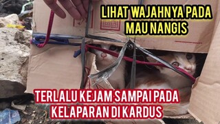 Astagfirullah Anak Kucing Di Buang 3 Ekor Di Sampah Mereka Pada Ketakutan Sampai Nangis Di Kardus..!