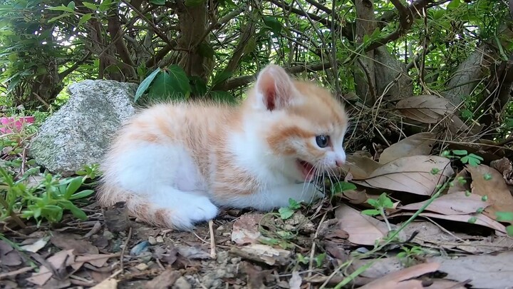 [Động vật]Con mèo dưới gốc cây thật dễ thương