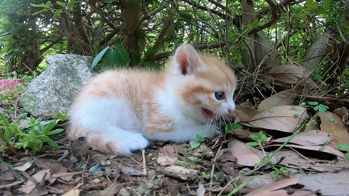 [Hewan] Sungguh kucing yang lucu di bawah pohon