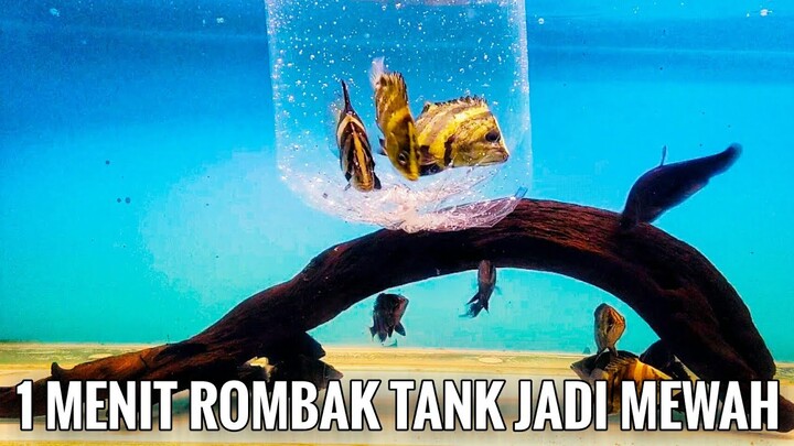 REVIEW ROMBAK AQUARIUM IKAN DATZ DALAM 1 MENIT