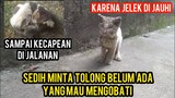 Allahu Akbar Kucing Scabies Keliling Kampung Untuk Mencari Pertolongan Lihat Endingnya..!