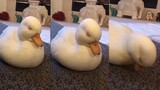 [Cute Pet] "Such a Sleepy Duck" looks very much like me in class.