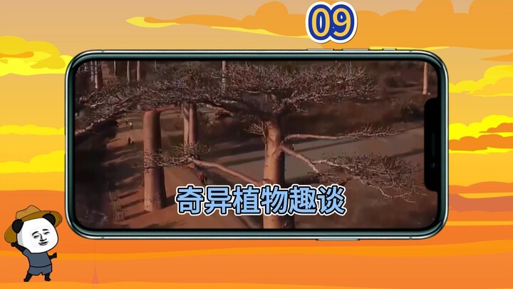 第 9 集 | 各国奇异植物，千奇百怪超乎你的想象