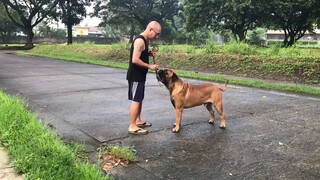 Training bullmastiff how to proper handling for dogshow competition.