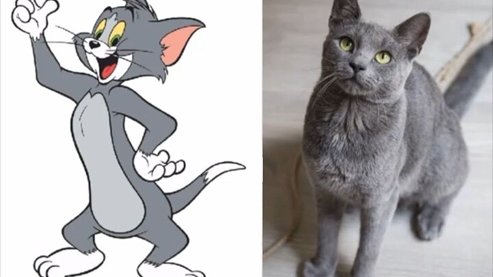 [Tom and Jerry] Mari Lihat Jenis Kucing dan Tikus Apa Mereka