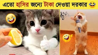 পশুদের এমন কান্ড দেখে হাসি থামাতে পারবেন না😂। Funny Animals Video 2022 । Animal Moments P-44