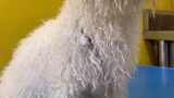 I washed a "green" Bichon Frize at a pet store for 30 yuan. As I washed it, I felt like I was a bit 