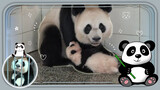 Panda Mother and Panda Baby