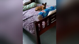 coi cái nết nó kìa 😁pet dog thucung xuhuong