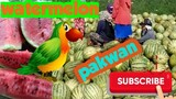 🇵🇭WATERMELON / PAKWAN in the Philippines