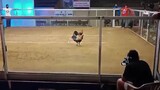 3rd fight win 'mc clean hatch' 7 cock derby in passi city iloilo