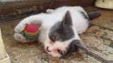Satu Tahun Setelah Ditipu oleh Kucing Liar