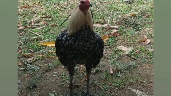 🐓