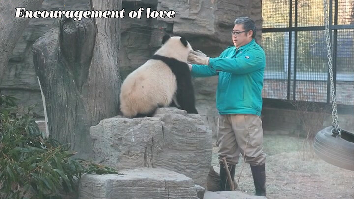 【Panda da Hai】Caretake Giving da Hai Encouragement and Love