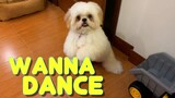 Cute Shih Tzu Puppy Knows How To Stand And Dance to the Music